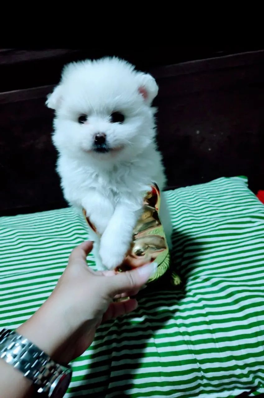 Spitz alemão - lulu - Foto 2