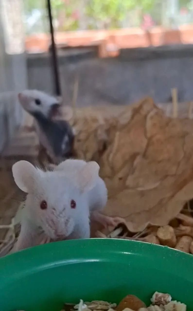 Topodongos (venda acima de 5 unidades) - Foto 2