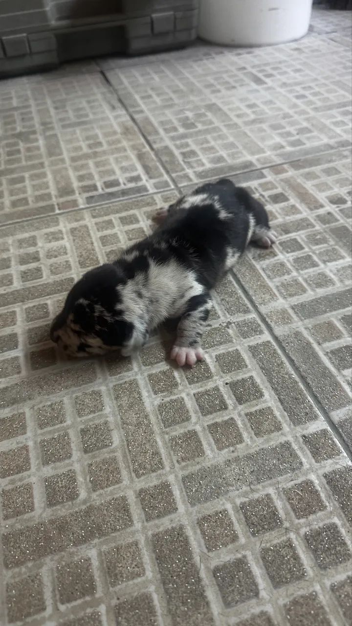 Filhotes de salsicha/Teckel/Basset Dachshund Miniatura/Anão 