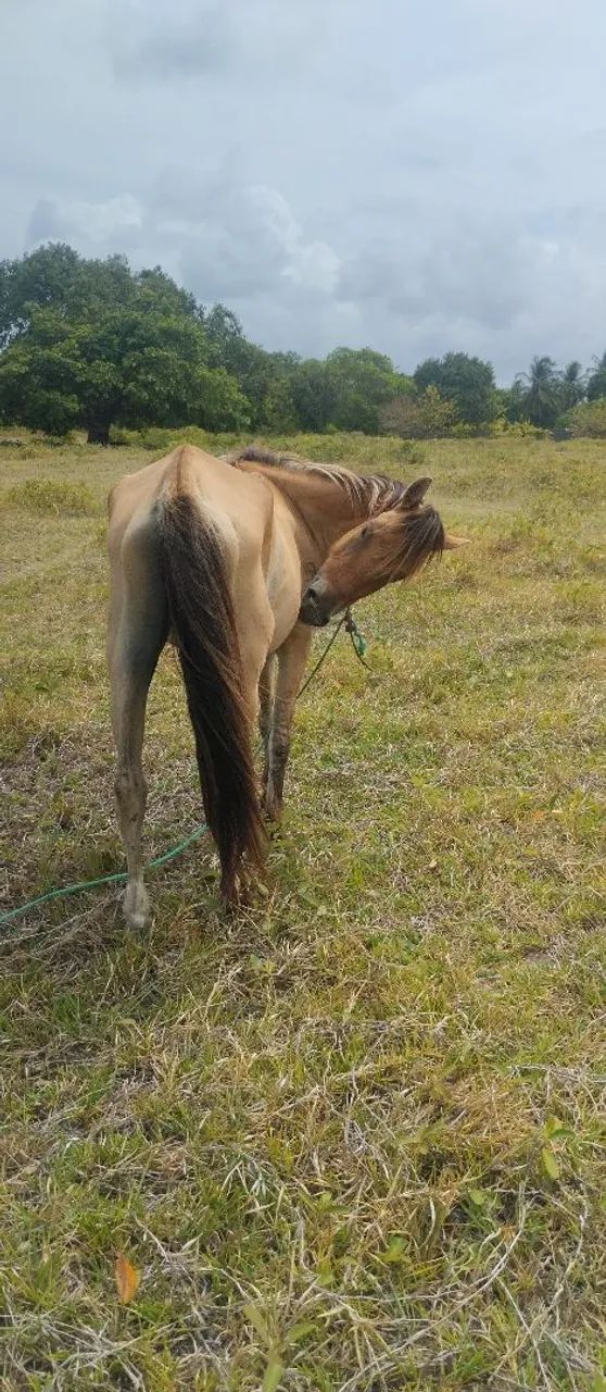 Égua pra vender e trocar  - Foto 3