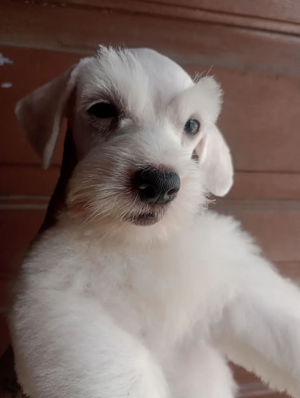 Schnauzer Miniatura macho  - Foto 6