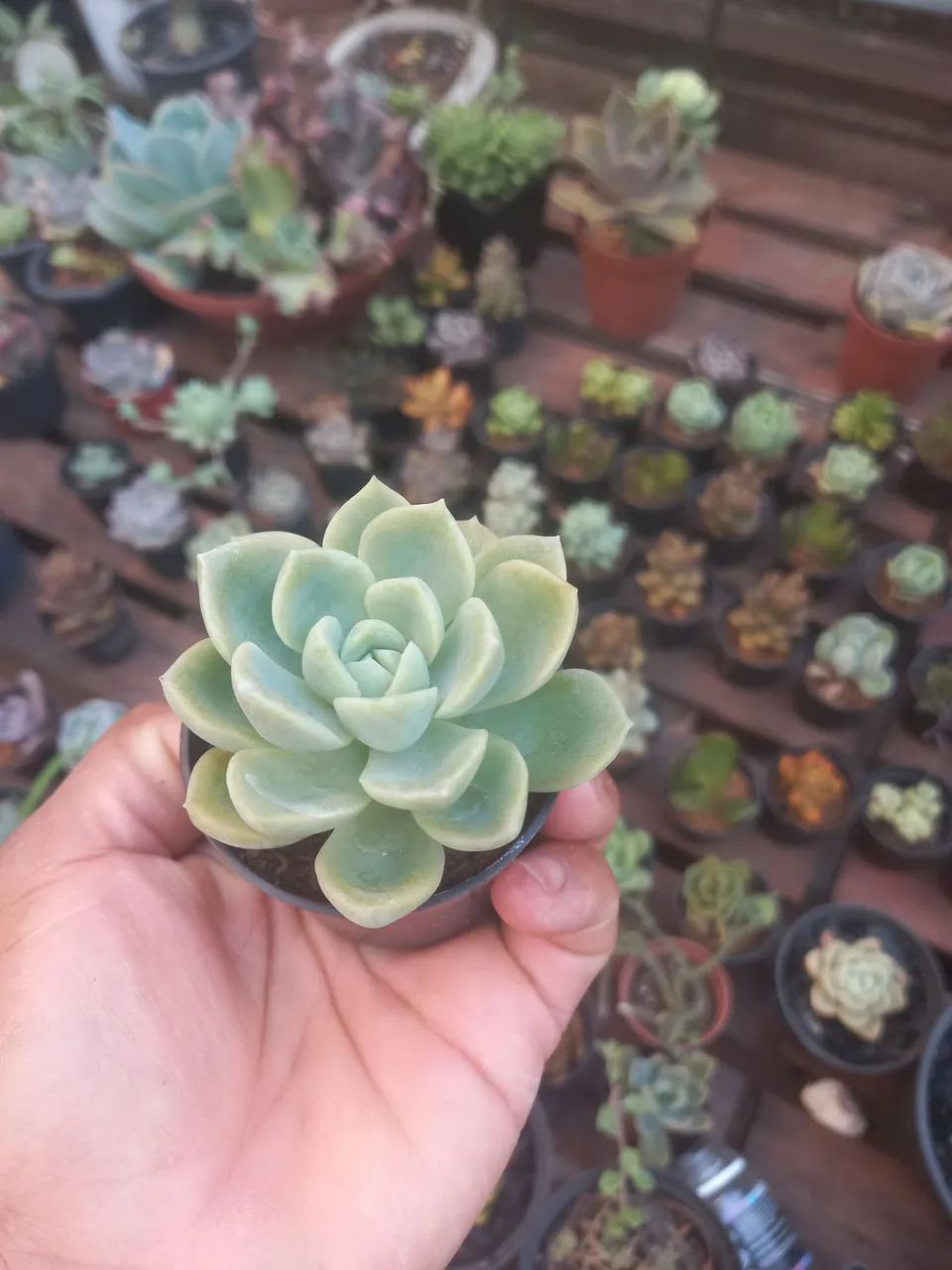 Suculentas pote 6 - Foto 4