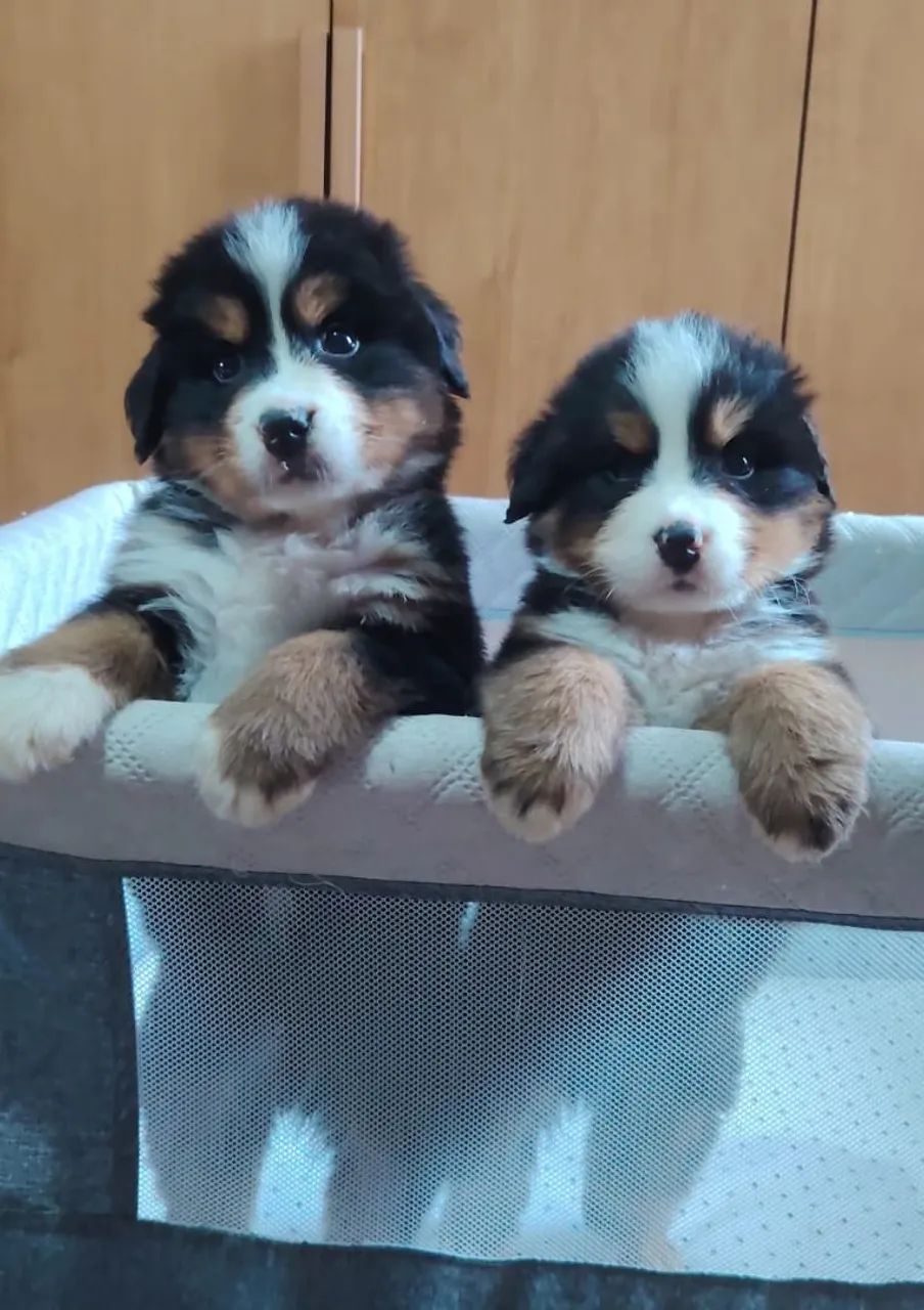 Lindos bebês bernese 
