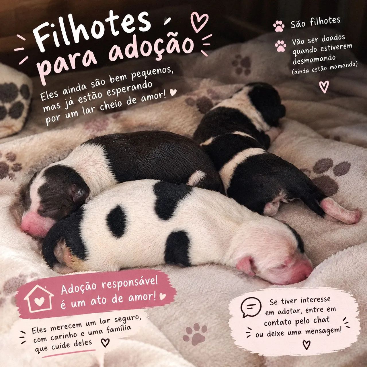 Adoção RESPONSÁVEL! - Foto 2