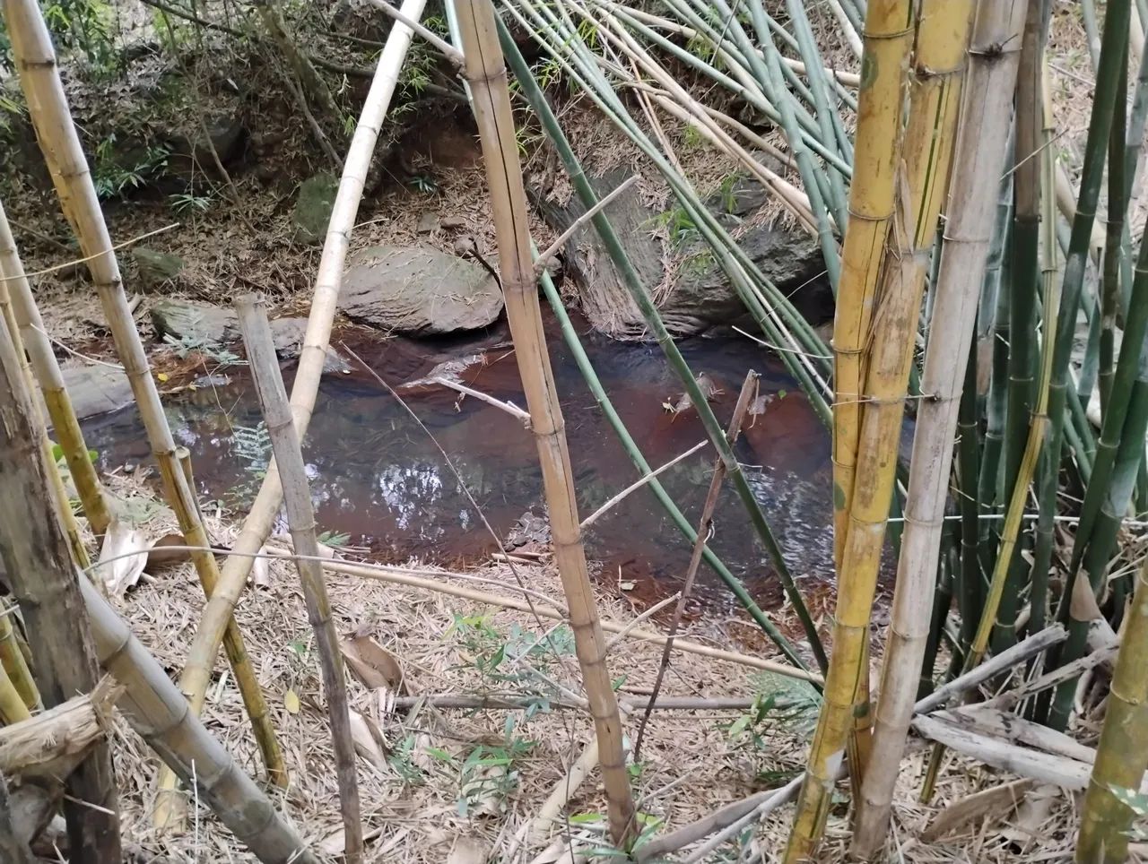 Terreno 20 km de BH, muita água. - Foto 3