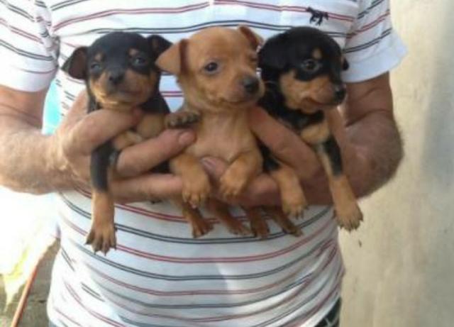 Filhotes de Pinscher Miniatura