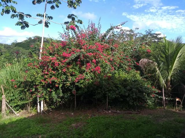 Fazenda - Foto 11