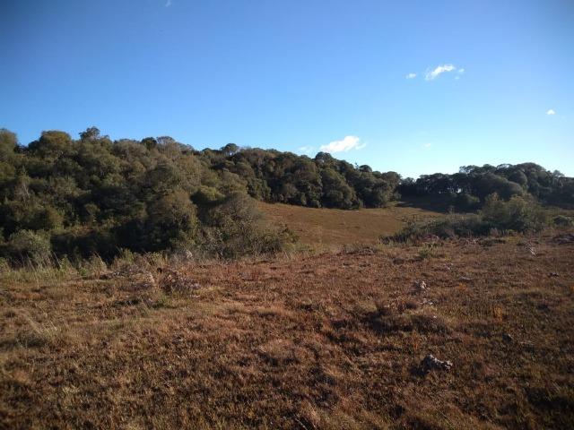 Belíssima área de campo para sitio de lazer com 30000 m² - Foto 4