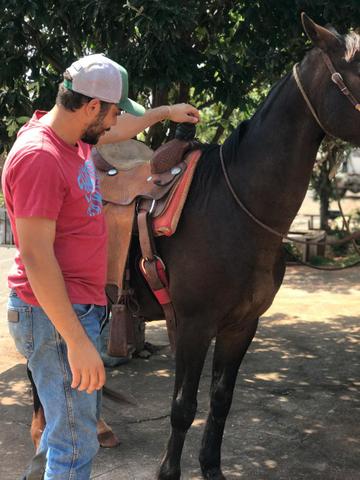 Cavalo meio sangue manga larga