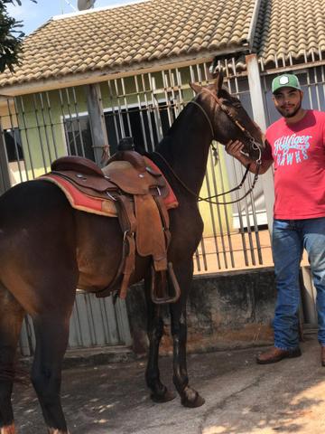Cavalo meio sangue manga larga - Foto 4