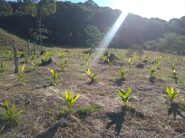 Excelente fazenda em Antonina 40 Alqueires - Foto 18