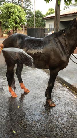 Cavalo meio sangue manga larga - Foto 2