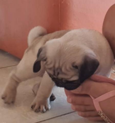 O último dos moicanos !!! Venha buscar sua melhor companhia !! Pug