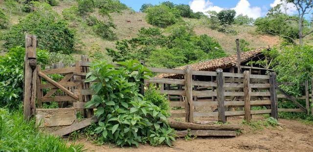 Fazenda 295 hectares próximo de Governador ValadaresMG - Foto 14