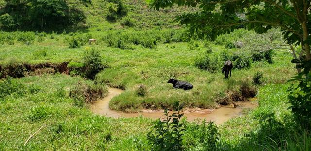 Fazenda 295 hectares próximo de Governador ValadaresMG - Foto 13