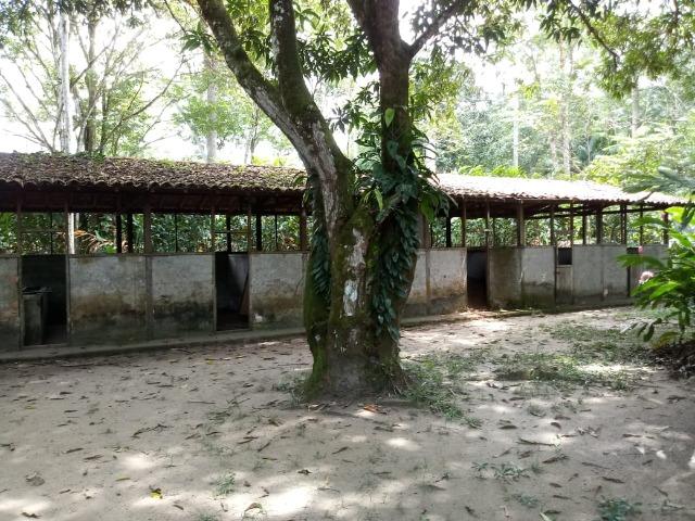 Vende-se Belissima Chácara em Benevides 40.000m - Foto 18