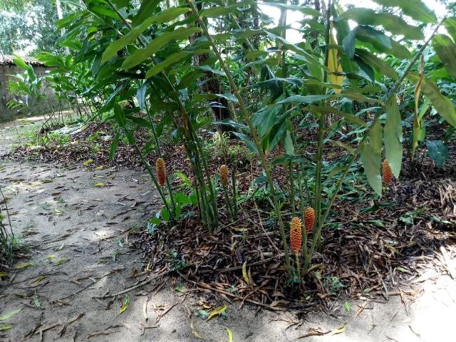 Vende-se Belissima Chácara em Benevides 40.000m - Foto 17