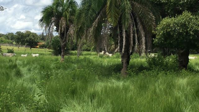 VENDO SÍTIO 22,6 Alq. próximo de Itapirapuã e Águas de São João- Goiás R$2Milhões - Foto 16