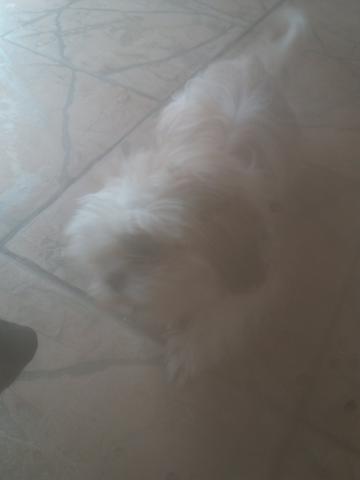 Estou vendendo esse cachorro filhote de shih tuz - Foto 2