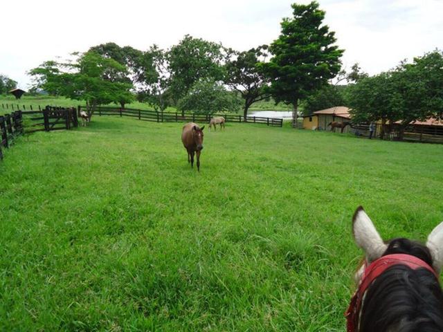 VENDO SÍTIO 22,6 Alq. próximo de Itapirapuã e Águas de São João- Goiás R$2Milhões - Foto 19