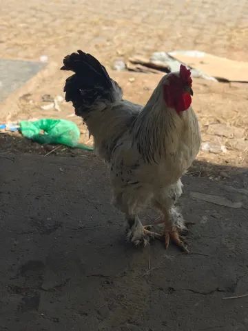 Vendo esse lindo Galo da raça Brahma 