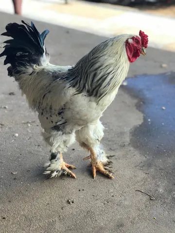 Vendo esse lindo Galo da raça Brahma 