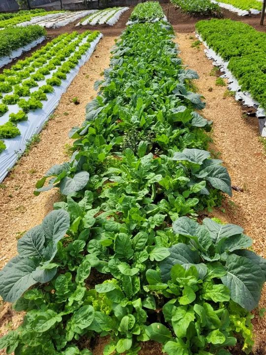 Jardineiro/Jardinagem/jardim - Foto 2