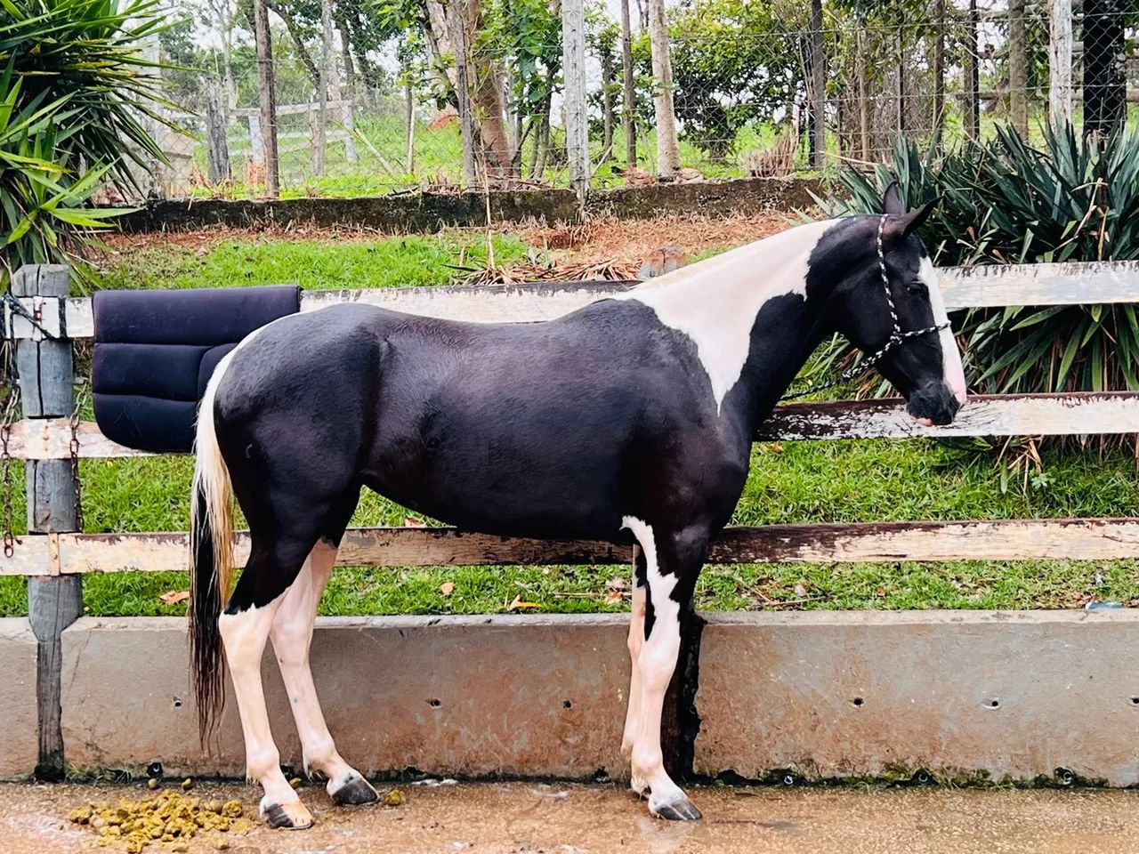 Linda égua Paint Horse - Foto 2