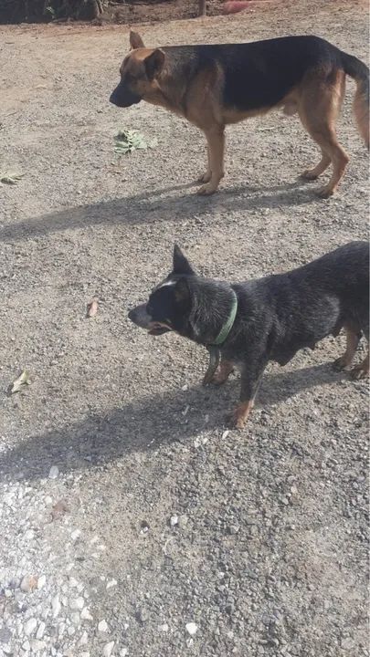 Filhote de pastor alemão c/ burriler - Foto 4