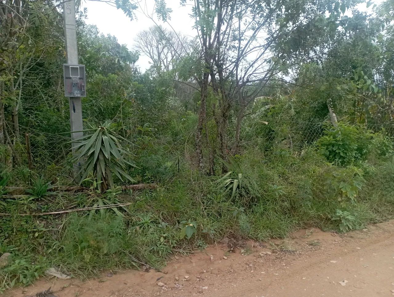 Chacrinha em Mandirituba  - Foto 2