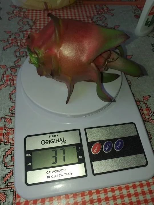Muda de pitaya enraizadas - Foto 6