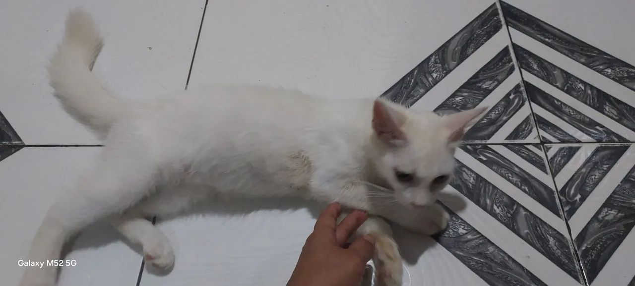 Gatinho branco fofinho para Venda - Foto 2