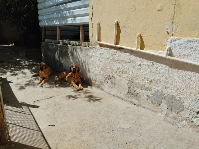 Cachorro fila brasileiro  +528 anúncios na OLX Brasil