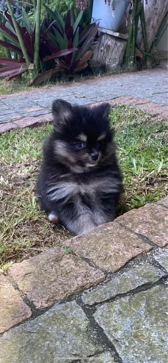 Filhote de Spitz Alemão ( Lulu da Pomeranea)  - Foto 3