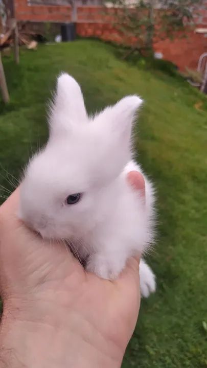 Coelhinho bebê, muito fofo! - Foto 4