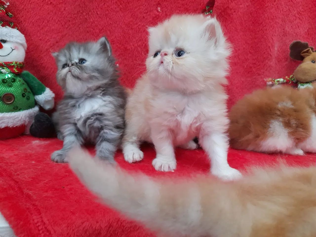 Lindos gatos persa - Foto 6