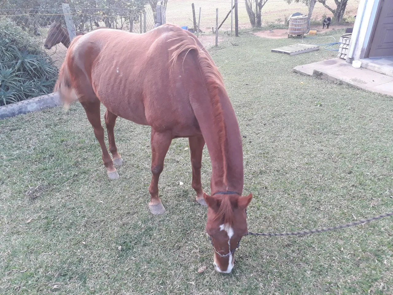 Égua Quarto de milha a venda