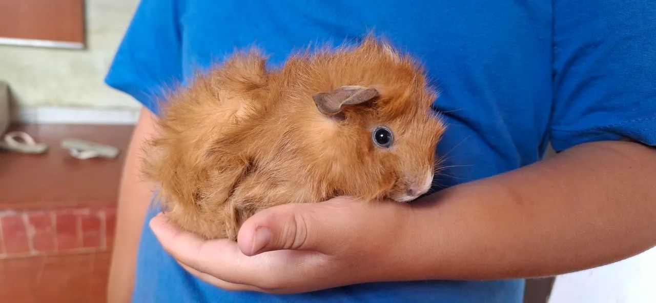 Porquinho da india peludinho  - Foto 3