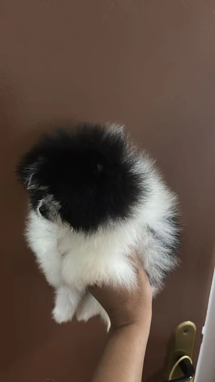 Spitz alemão anão  - Foto 5