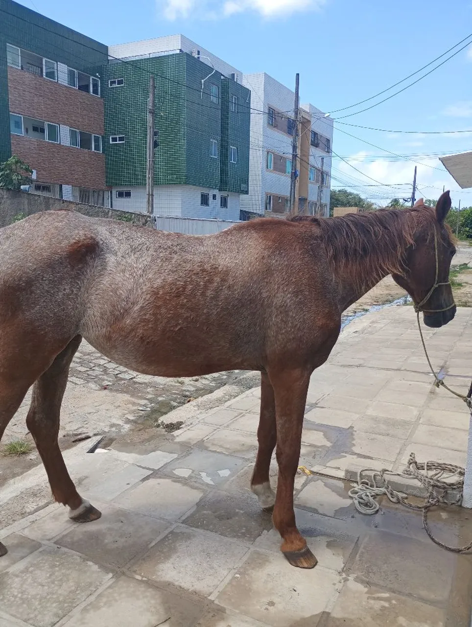 Égua e cavalo de direita