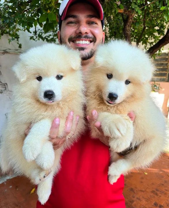 Filhotes de Samoieda de ALTÍSSIMO PADRÃO - Foto 2