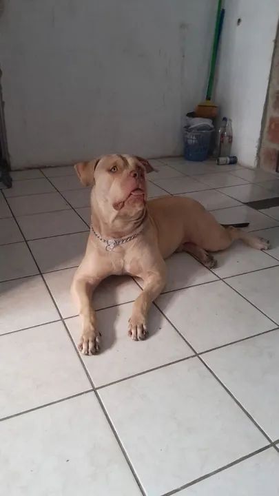 Pitbull filhote 1 anos 
