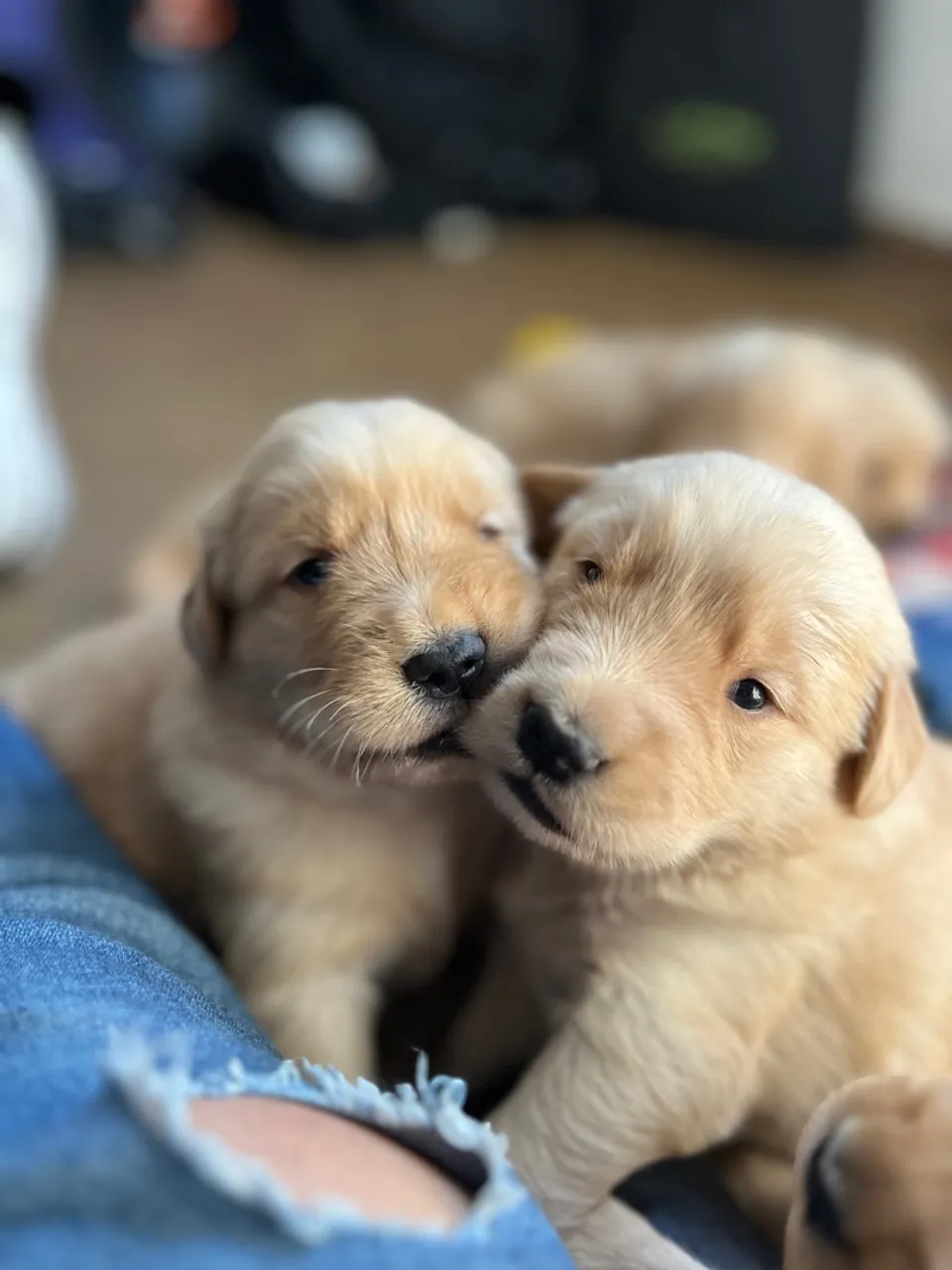 Filhotes de Golden Retriever