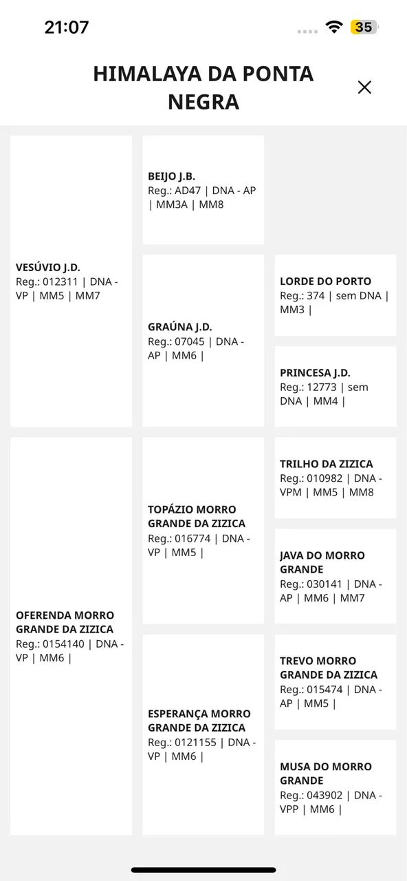 Cavalo rosilho  - Foto 4