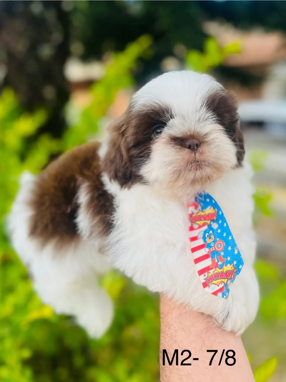 Filhote de Shih Tzu Macho - Pelúcia de amor!