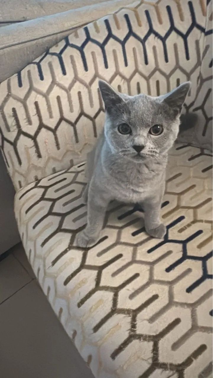 British Shorthair fêmea blue - Puro charme britânico! - Foto 3