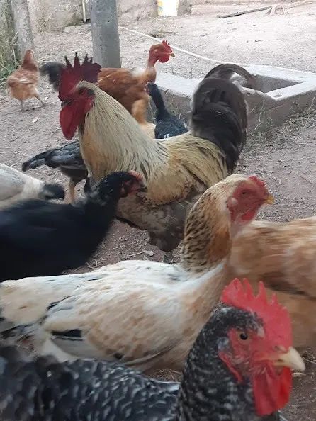 Galinhas e Ovos Caipira Legítima 