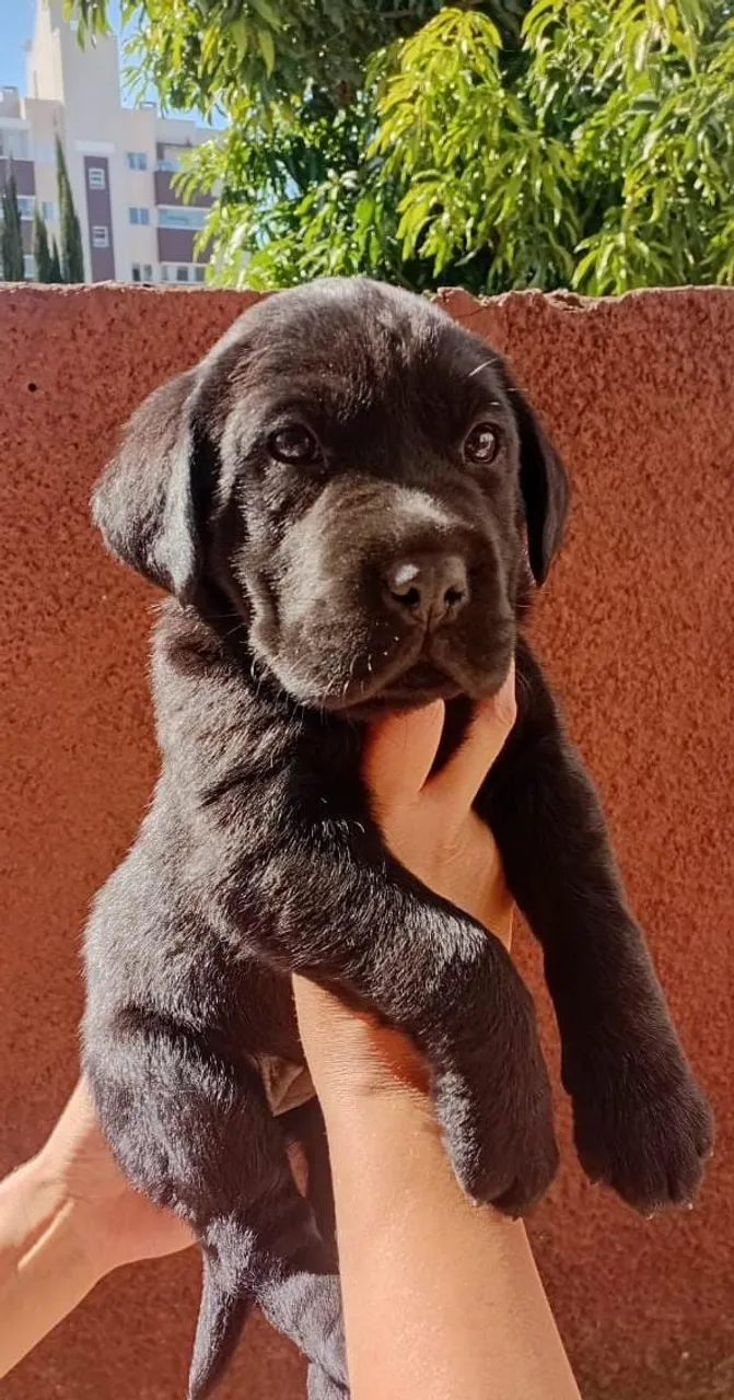 Filhotes de Labrador