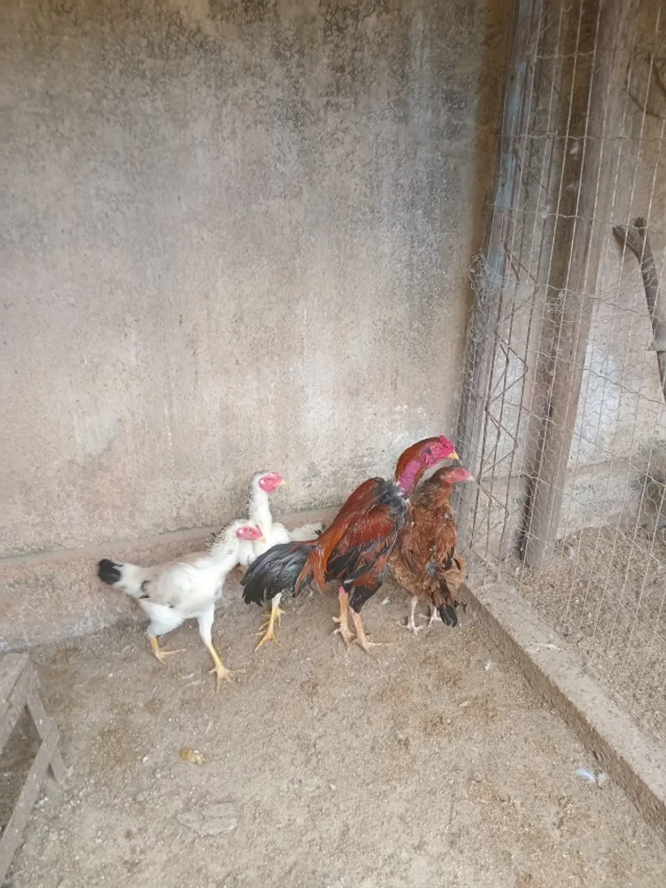 Vendo Frangos, Frangas e galinhas caipira