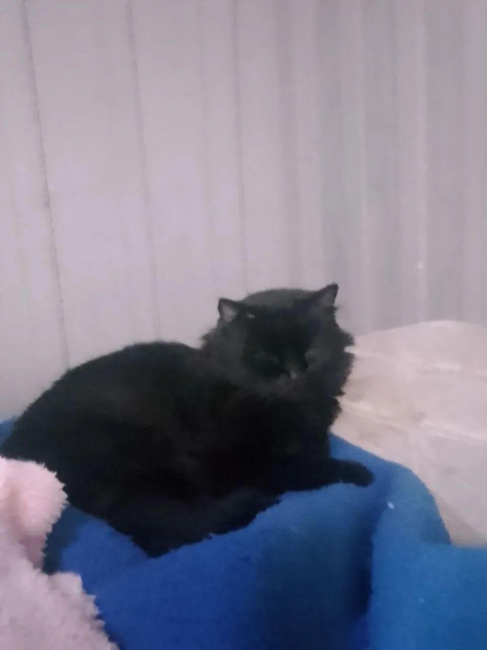 Doação gata fêmea com os assessórios dela leia bem o anúncio  - Foto 2